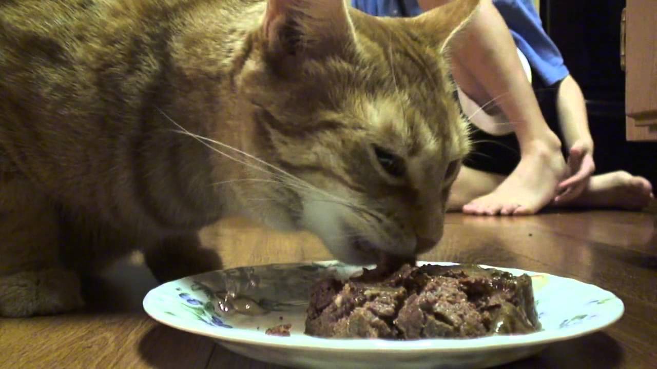 Gato comiendo comida humeda