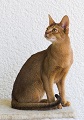 razas-gato-abisinio-gatitosygatos-thumbnail
