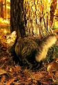 razas-gato-american-bobtail-gatitosygatos-thumbnail