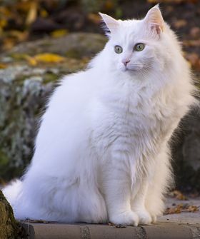 razas-gato-angora-turco-gatitosygatos