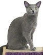 razas-gato-azul-ruso-gatitosygatos-thumbnail