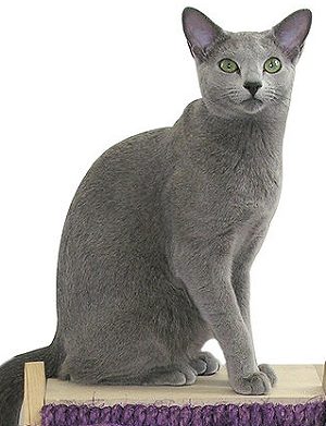 razas-gato-azul-ruso-gatitosygatos