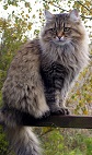 razas-gato-bosque-siberia-gatitosygatos-thumbnail