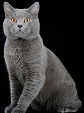 razas-gato-chartreux-gatitosygatos-thumbnail
