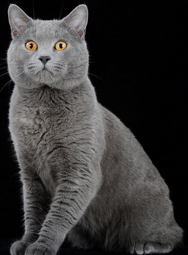razas-gato-chartreux-gatitosygatos