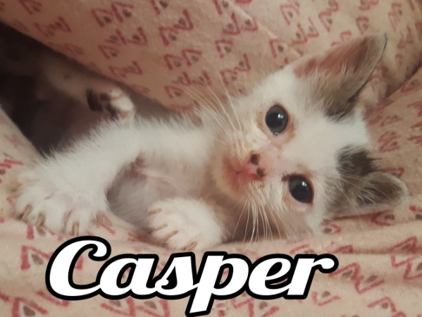 adopta-gato-gatito-madrid-casper-gatitosygatos-1.jpg