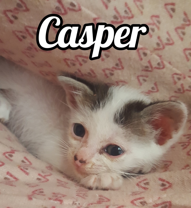 adopta-gato-gatito-madrid-casper-gatitosygatos-2.jpg