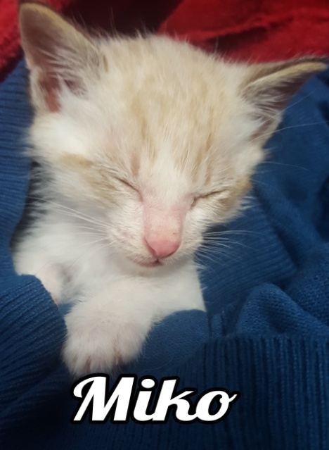 adopta-gato-gatito-madrid-miko-gatitosygatos-1.jpg