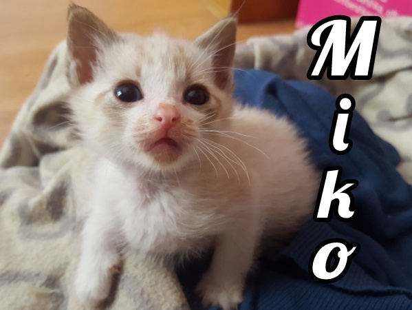 adopta-gato-gatito-madrid-miko-gatitosygatos-3.jpg
