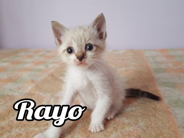 adopta-gato-gatito-madrid-rayo-gatitosygatos-3.jpg