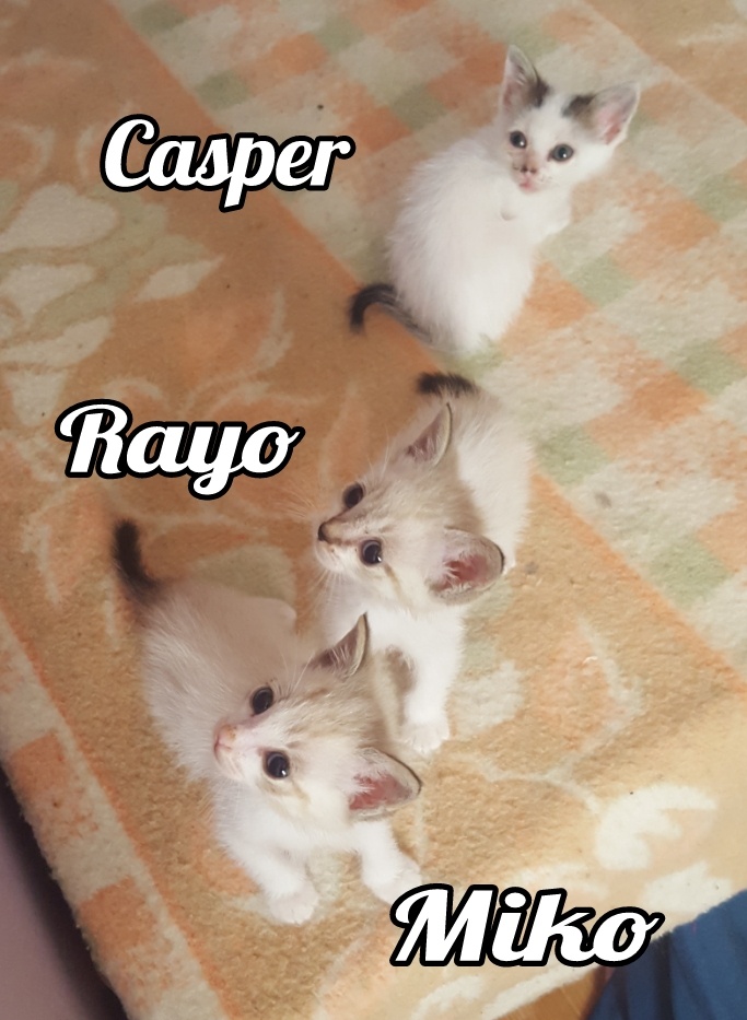 adopta-gato-gatito-madrid-rayo-miko-casper-gatitosygatos-1.jpg