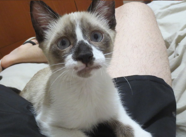 adoptar-un-gato-madrid-gatitosygatos-coon-6
