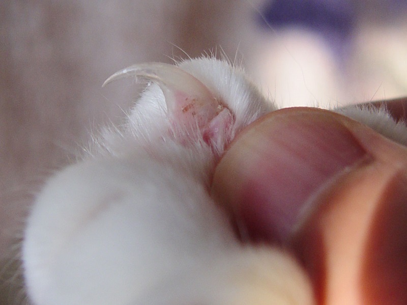 Como cortar las uñas a un gato, Al presionar el dedo sale la uña del gato
