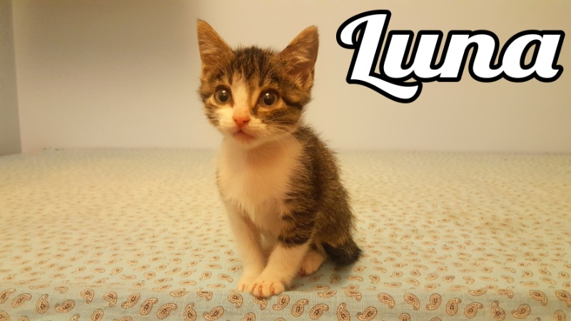 Si buscas adoptar un gato en Madrid en Gatitos y Gatos visita gatitosygatos.com en nuestra web encontrarás a Luna, una pequeña juguetona que está en adopción
