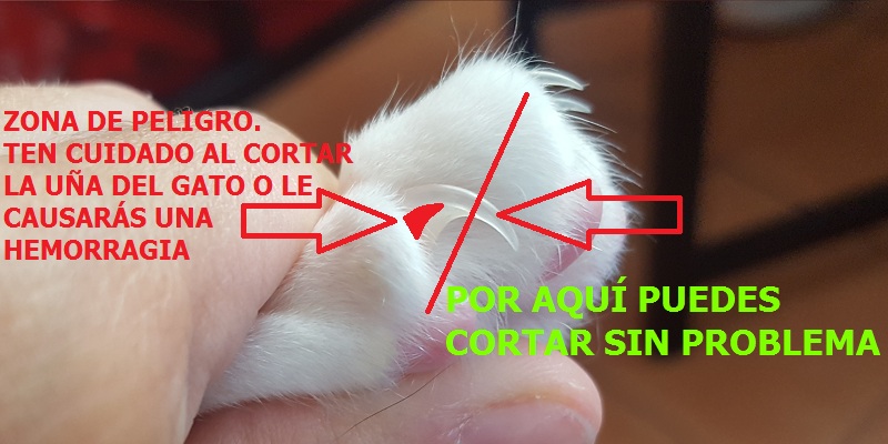Explicación de como cortar las uñas a un gato