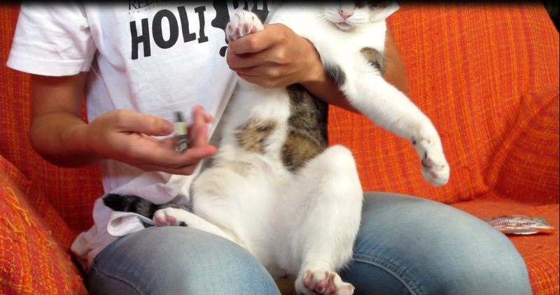 Para saber como cortar las uñas a un gato, tienes que sentarle sobre ti o entre tus piernas