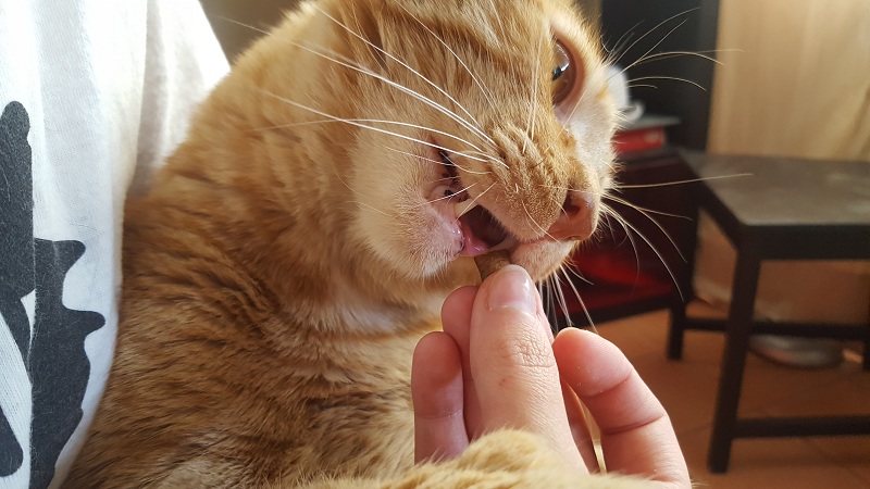 Si no sabes como cortar las uñas a un gato dale snacks o chucherias para distraerle