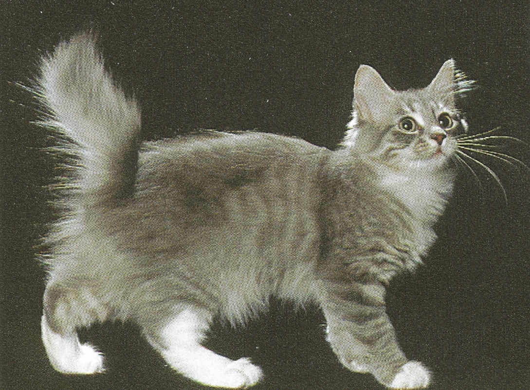 Raza de gato American Bobtail longhair smoke, blanco y negro