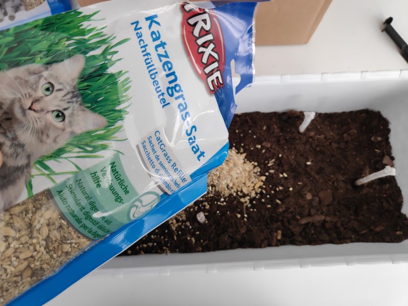 Echamos las semillas de hierba gatera para saber como plantar hierba para gatos