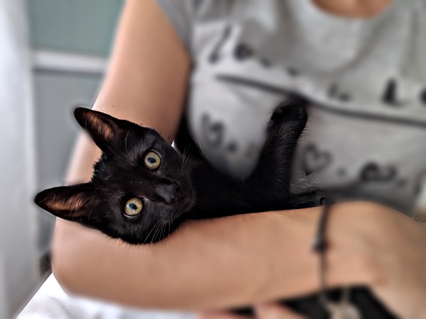 Adoptar un gato en Madrid con Gatitos y Gatos: Siria de Help3a
