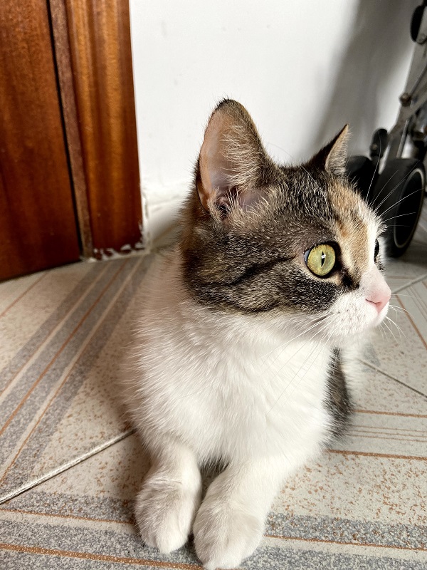 Adoptar un gato en Madrid con Gatitos y Gatos: Maisha de Help3a asombrada