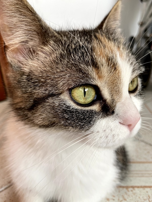 Adoptar un gato en Madrid con Gatitos y Gatos: Maisha de Help3a mirando al lado