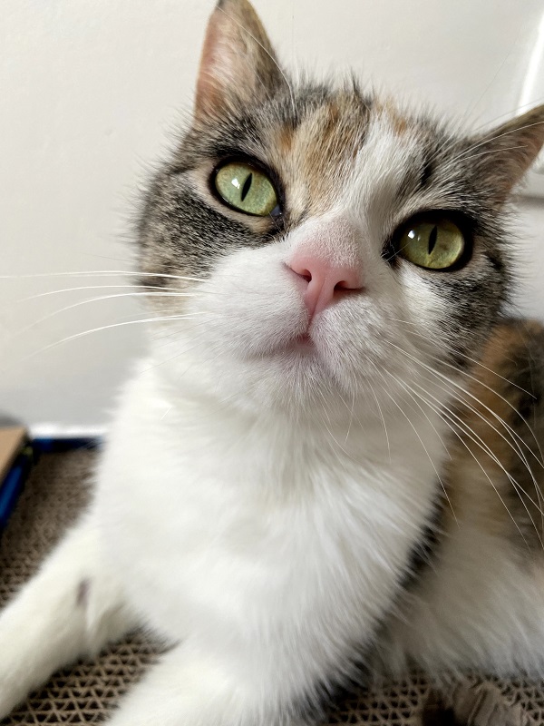 Adoptar un gato en Madrid con Gatitos y Gatos: Maisha de Help3a de cerca