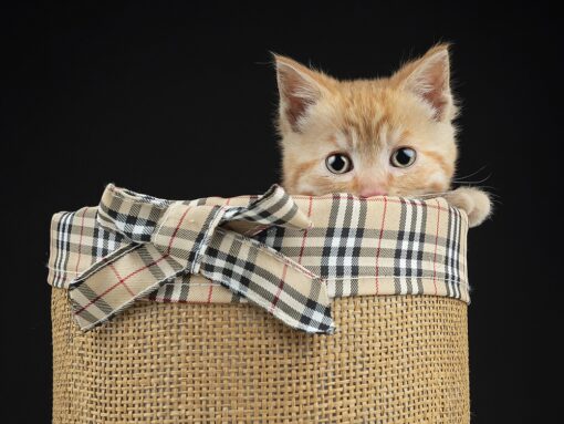 Si quieres adoptar a un gato en Madrid aquí vemos a Einar en una cestita asomado
