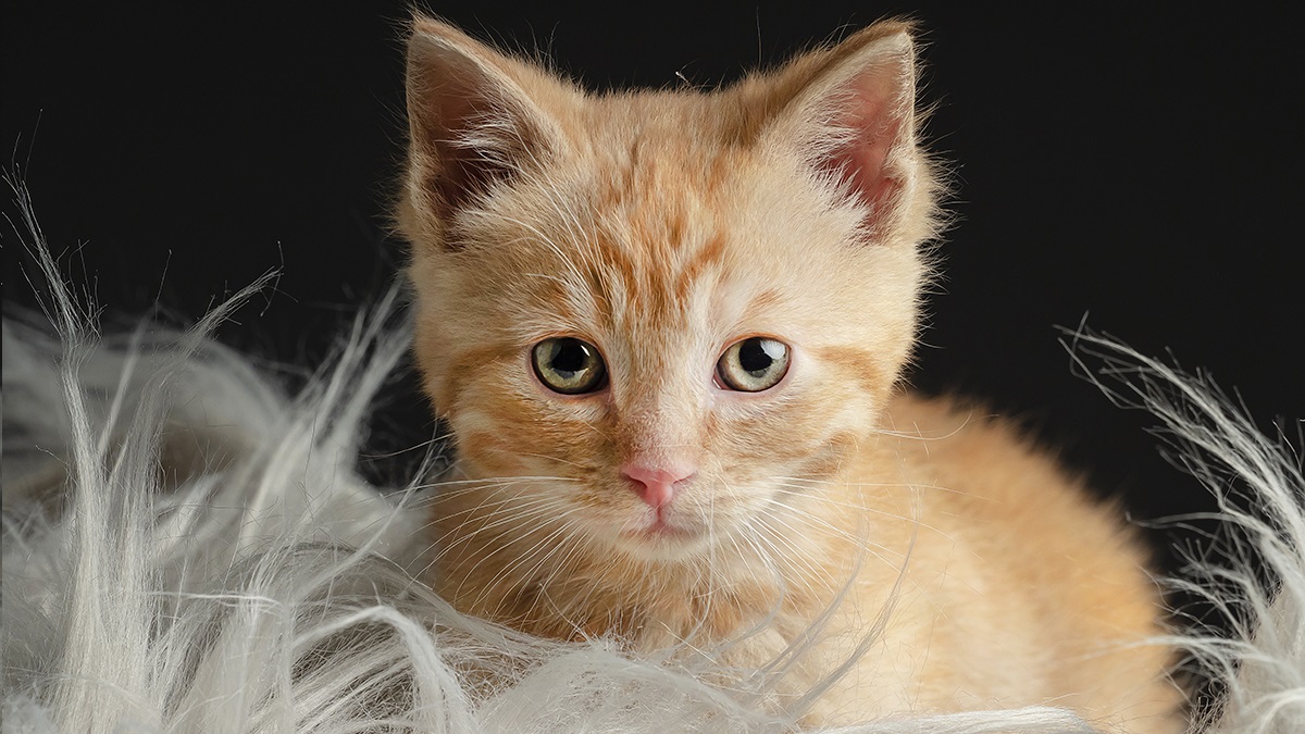 inalámbrico Prehistórico Perth Blackborough Adoptar un gato Madrid en Gatitos y Gatos: Einar [ADOPTADO] – Gatitos y  Gatos