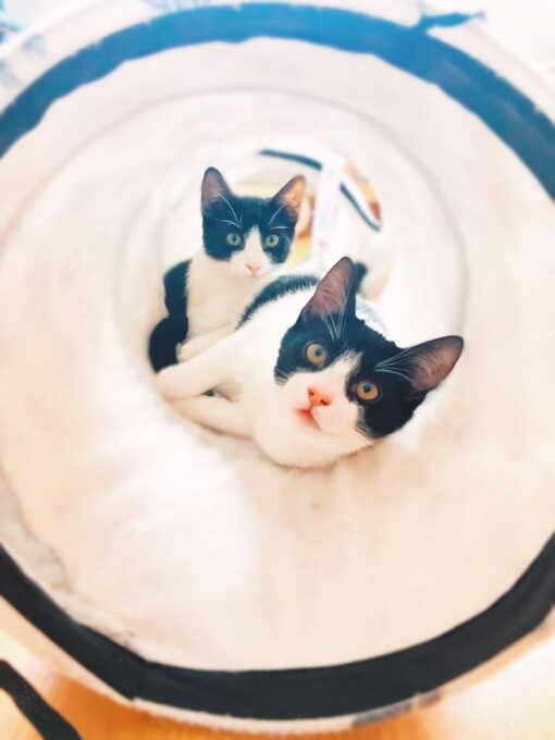 Aquí tenemos a Banmbú y a duende, estos dos preciosos gatos que están en la casa de acogida de Gatitos y Gatos metidos en un túnel