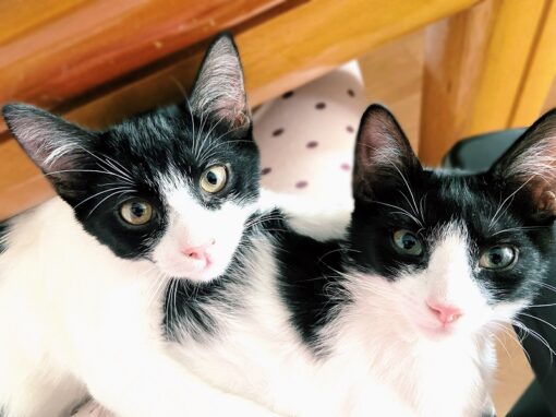 Aquí tenemos a Banmbú y a duende, estos dos preciosos gatos que están en la casa de acogida de Gatitos y Gatos que miran a la cámara