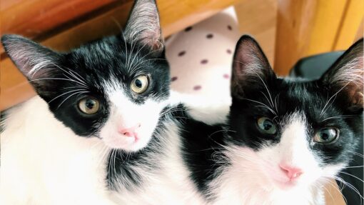 Aquí tenemos a Banmbú y a duende, estos dos preciosos gatos que están en la casa de acogida de Gatitos y Gatos